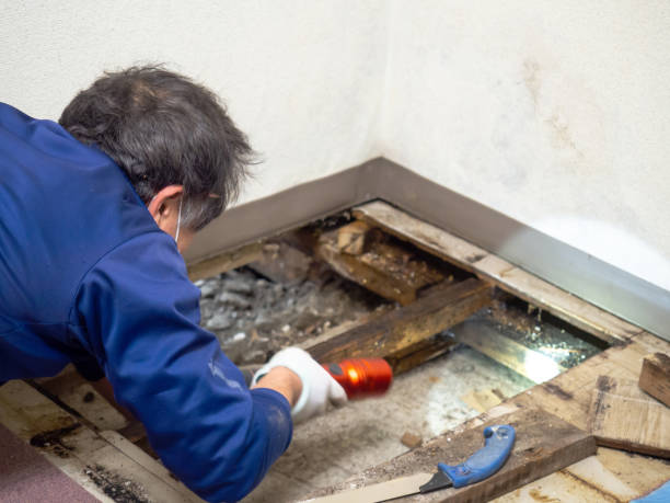 Best Mold Testing and Inspection Services in Hlside, IL