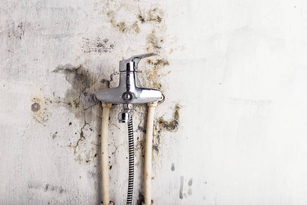 Best Mold Remediation for Schools in Hlside, IL