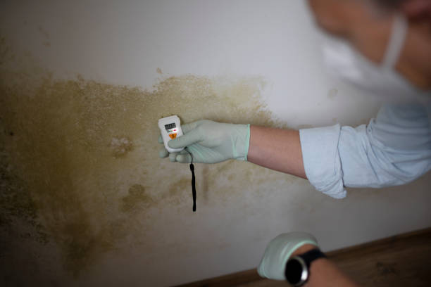 Best Industrial Mold Remediation in Hlside, IL