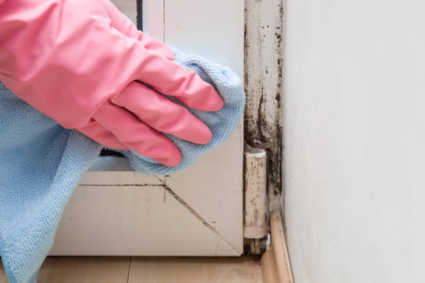 Best White Mold Remediation in Hlside, IL