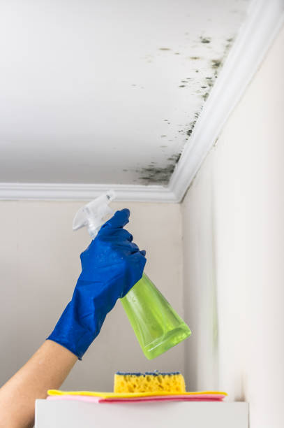 Best Post-Flood Mold Remediation in Hlside, IL