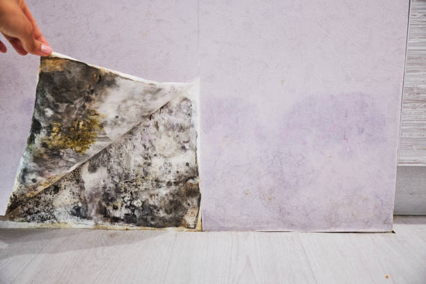 Trusted Hillside, IL Mold Remediation Experts